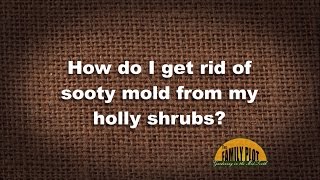 Q&A - How do I get rid of sooty mold?