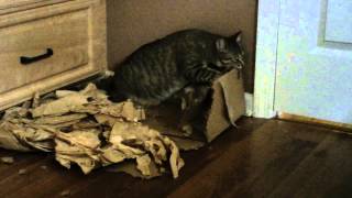 Cats Destroy Box while Tyler Studies In Home School