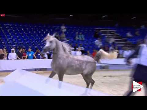 N.177 FUERTE - Dubai 2016 - Colts 2 years old (Class 10)