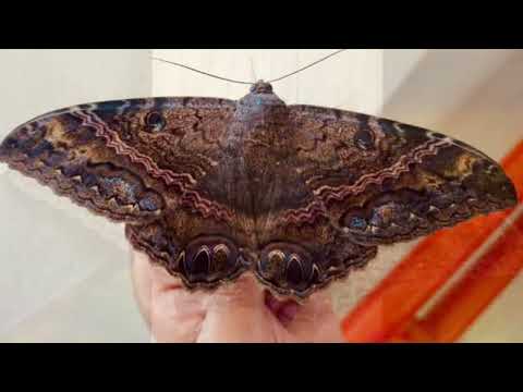 ¿Una mariposa que anuncia fallecimientos o mala suerte?