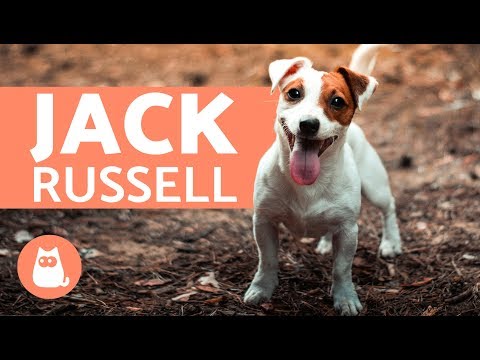 image-What are Jack Russels traits?