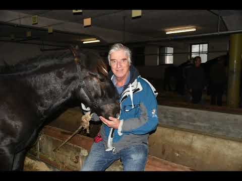 Noriker Fohlenrettung Maishofen 24.10.2023