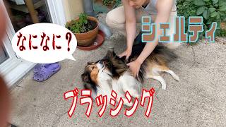 【シェルティ】ブラッシング【フランス田舎暮らし🇫🇷】  #犬の散歩 #賢い犬 #犬のいる暮らし #シェルティ