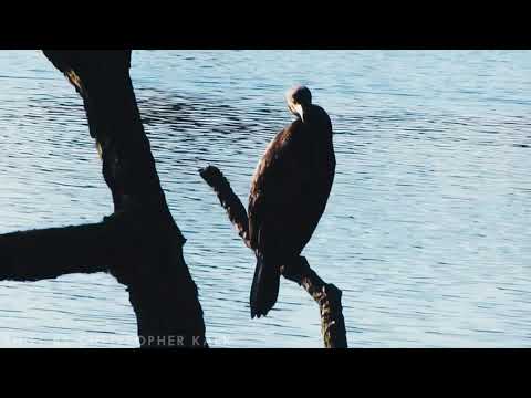 Der Kormoran vom Kuhlmühlenteich [1080p]