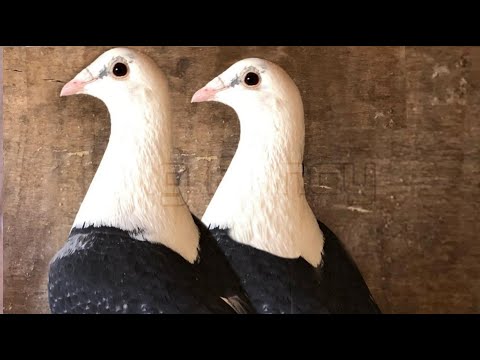 , title : 'New top 10 racing pigeon breeds | Homing pigeon |Domestic pigeon breed'