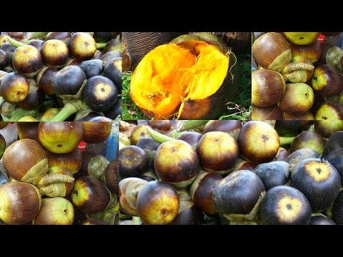 Asian Traditional Palm Fruit Cooking In My Village || Palmyra Tree Palm Fruit Juice Recipe