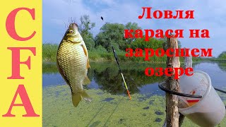 Как поймать карася в заросшем пруду