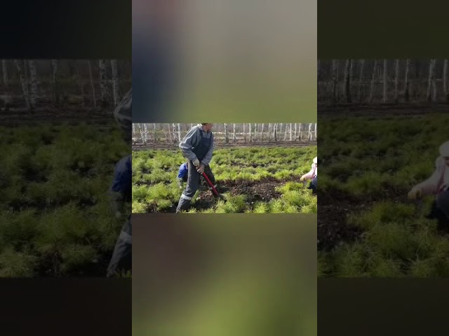 Бөгелмә урманчылыгы агачлар утырта