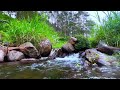 Relaxing River Sounds, Peaceful Forest River, 3 Hours Long  - Nature Video, the sound of clear water