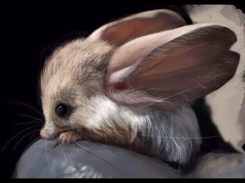 Cute Jerboas - Swiftest Jumpers