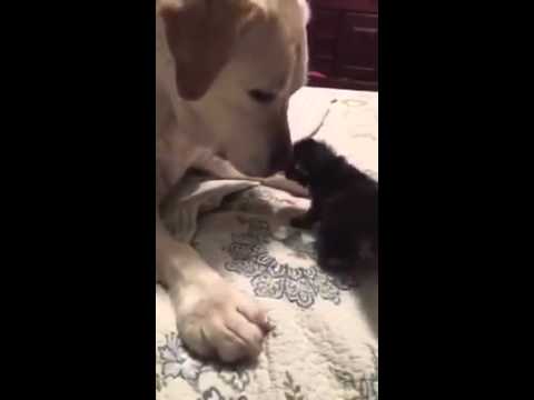 Sweetest Foster Mom   Dog cares for Orphaned Kitten in Cat Haven Foster Home