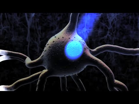 Neurons Neurotransmitters Nervous System And Brain 3D Animation - Instrumental Music Relax