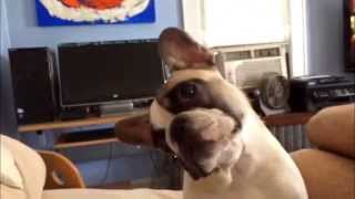 Frenchie likes whistling