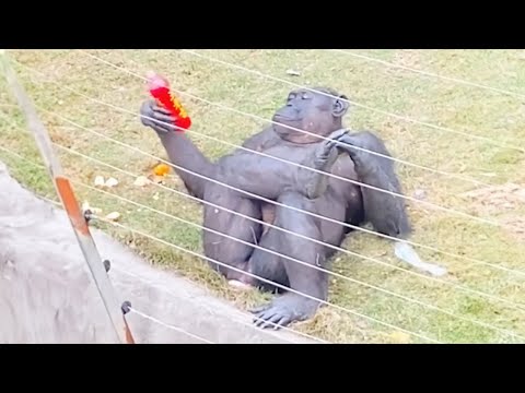Top des animaux drôles