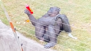 Top des animaux drôles