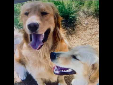 How to fight like a pro( tips from experienced fighter dogs)