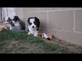 Mini Aussiedoodle dogs for sale: LEON - Video 1