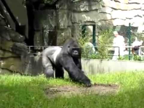 พฤติกรรมสัตว์