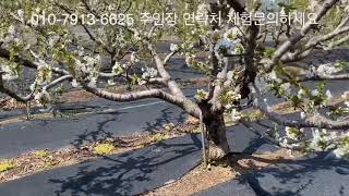 공주체리농장 다녀왔습니다