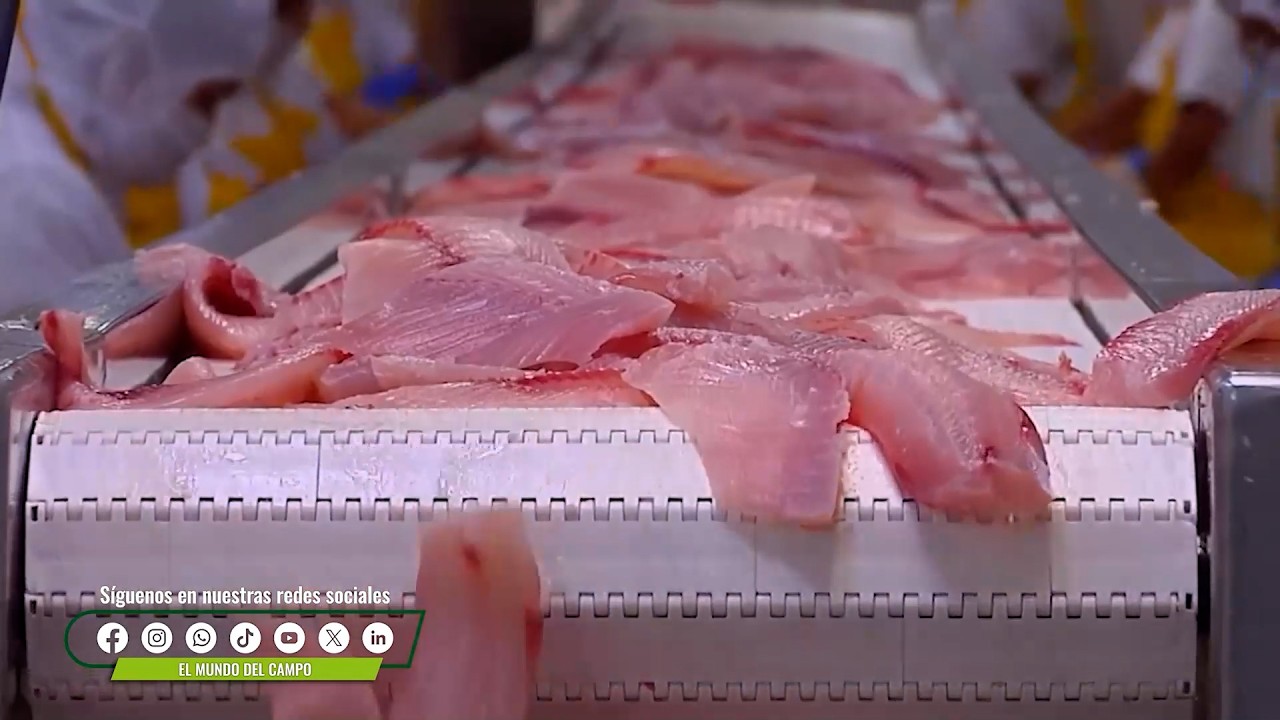 17 MAR   CAP 1   ACUICULTURA PARA LA EXPORTACIÓN TILAPIA   BETANIA   HUILA