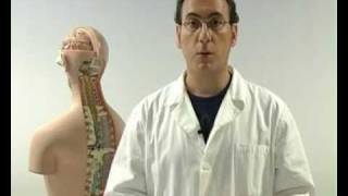 Il corpo umano (4/5) Il sistema nervoso