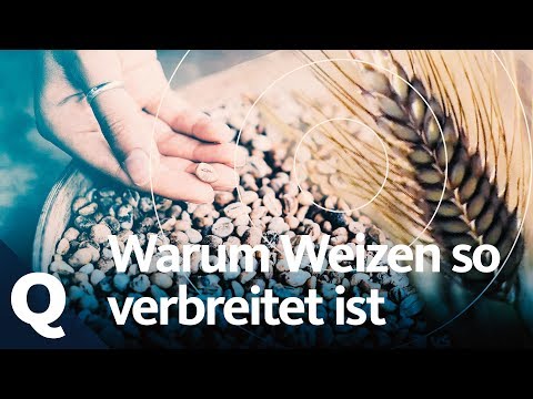 How rye, spelt, wheat and other grains differ | Quarks