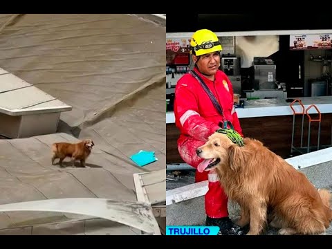 Rex y Arif: los héroes de cuatro patas en la tragedia del Real Plaza