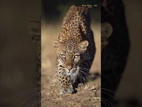 BERNARD CAMPBELL The Incredible India