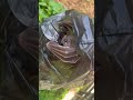 Rescued fruit bat from a cat attack 😞 #bats #fruitbats #wildliferescue