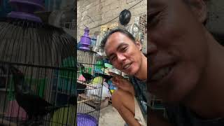 Download lagu Ditawar 5 juta, Cucak Keling Teler Buka Paruh #burung #kicaumania #qinarabanyuwangi mp3