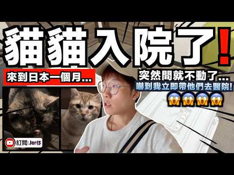 【突發】貓貓突然入院了⋯⋯剛來日本一個月即有大病？薯餅需要吊營養液？薯條肺部出了問題？｜中文字幕（CC）｜JERSON