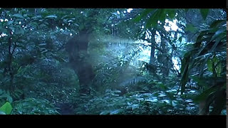 preview picture of video 'DJENGKOL PLOSOKLATEN KEDIRI - Hutan Lindung Tropis 2006'