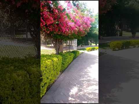 Beautiful Flowers #flowers #plants #zoo #park #shortvideos #shorts #youtubeshorts