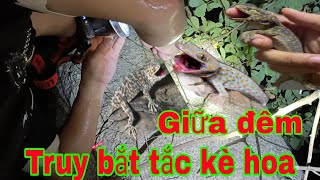 Cận cảnh bắt tắc kè hoa trong đêm giữa núi cao nha Trang