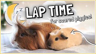 Taming Guinea Pigs: How to Master Lap Time and Cuddles!