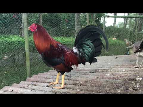 2018-2019 broodpen Yellow Leg Hatch over Perfection Grey, Tonio and Mica Gamefarm