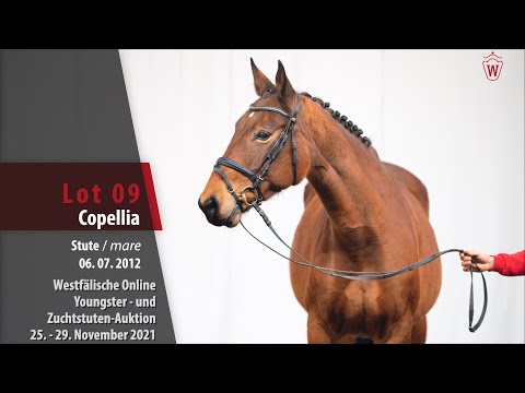 Youngster- und Zuchtstuten-Auktion Lot 09 Copellia Stute v. Kannan - Almé Z