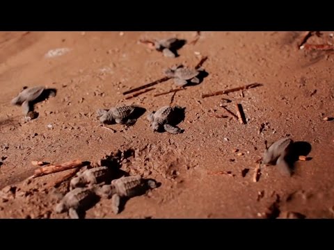 Loggerhead Turtles Return to the Sea　～　Sony's Biodiversity Conservation (Full HD)