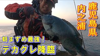 【フカセグレ釣り】朝まずめで事件発生！大型グレきた！