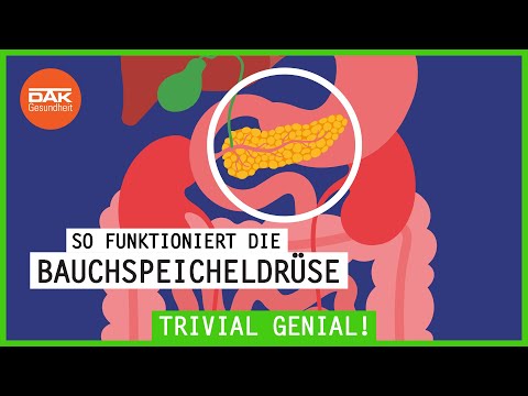 So funktioniert die Bauchspeicheldrüse | #trivialgenial | DAK-Gesundheit