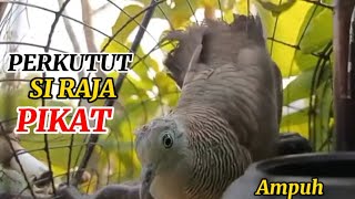 Download lagu SUARA PERKUTUT LOKAL PEMIKAT, COCOK UNTUK MASTERAN DAN PIKAT#videos#Suryaperkutut mp3