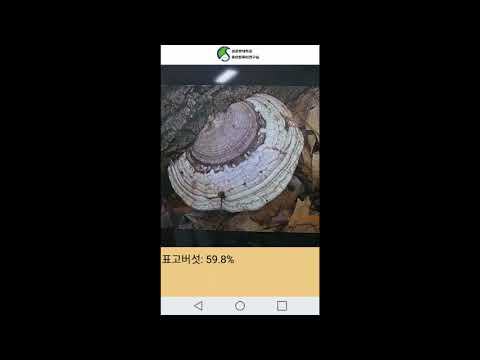 버섯 인식 Video