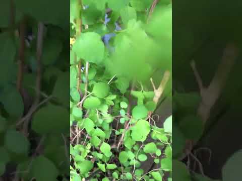 スノーベリー 植物