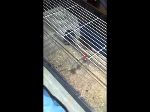 Guenièvre à la Blanche Fesse & Mister Freeze