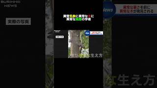 #ニュース#異常気象#夏#放送事故#ブリッヒーニュース#福井アナ#壺浅アナ