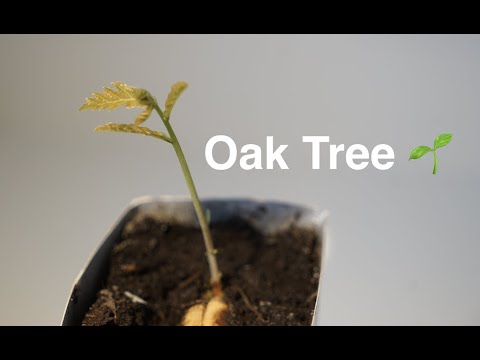 The First 10 Days of an Oak Tree | Quercus robur | 4K Timelapse