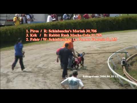 Rábapatona 2006 Világbajnoksag angol agár szuka javító futamok
