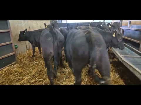 14 Super Black Limousine heifers - Image 2