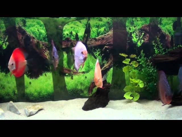 The Amazing Discus Tank HD