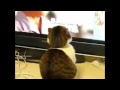 https://youtu.be/31j-3_10kB4?t=40s